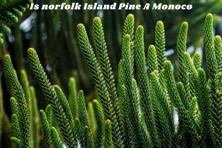 Is Norfolk Island Pine A Monocot Or Dicot? Exploring Its Unique Classification