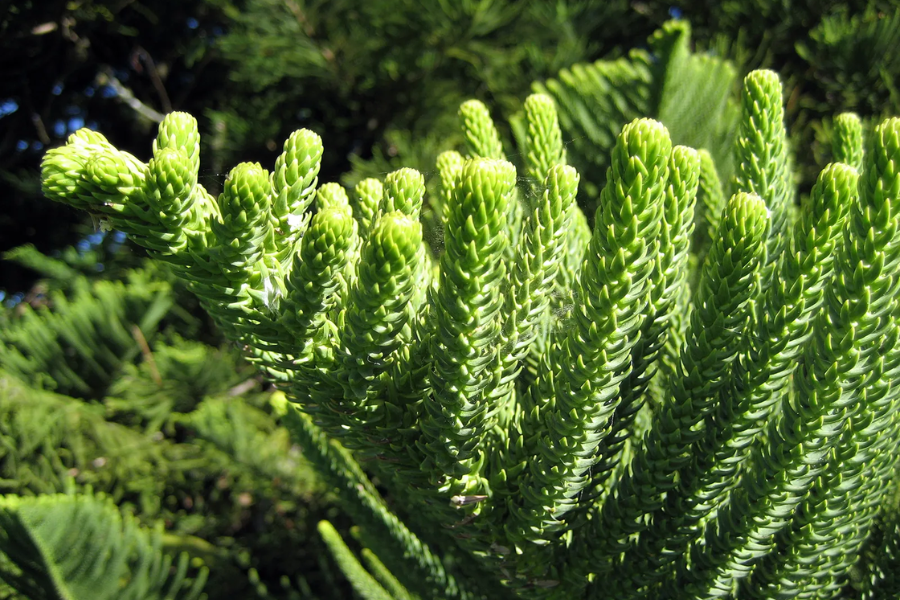 Taxonomic Classification Of Norfolk Island Pine